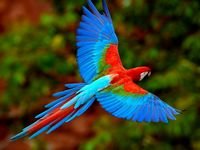 pic for Bright Parrot 